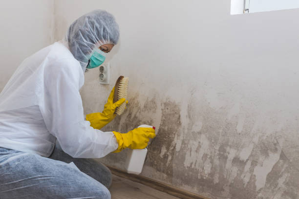 Environmental Consulting for Mold Prevention in Elba, AL